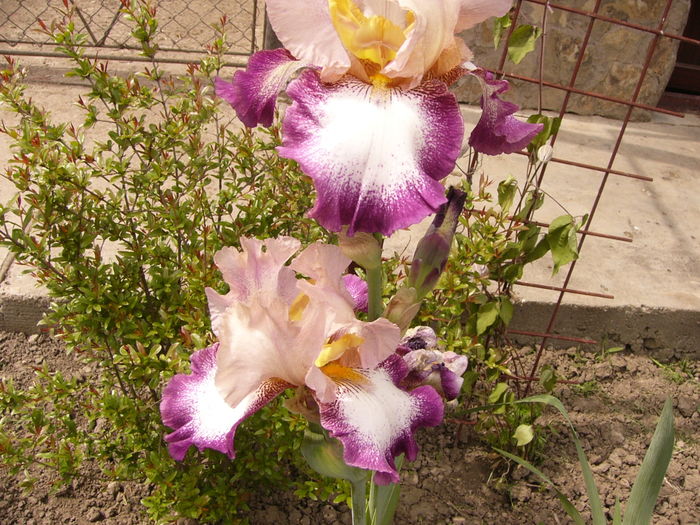Iris Change of Pace