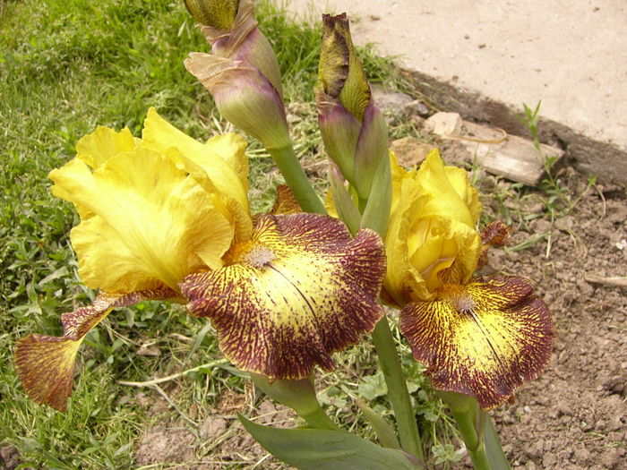 Iris Petit Tigre