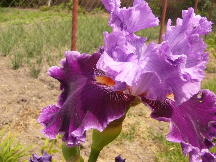 Iris About Town