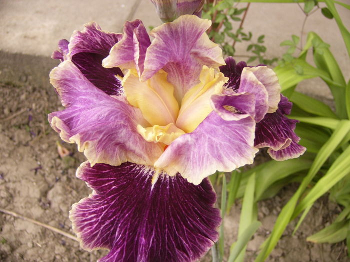 Iris Spirit Worlds