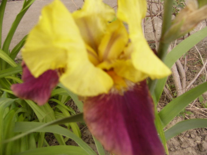 Iris On the town