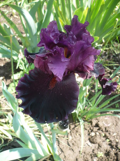 Night game - GRADINA 2016-1