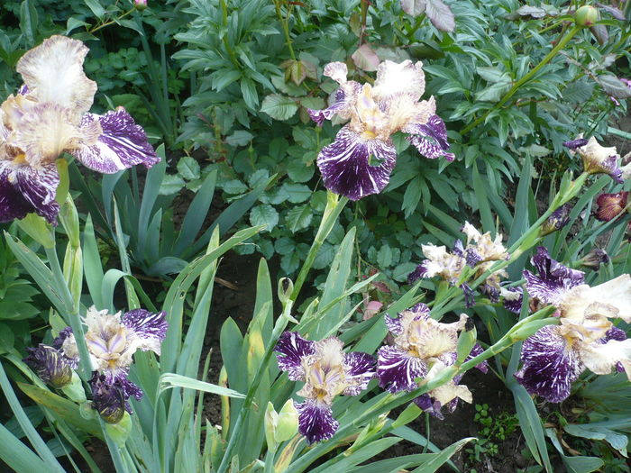 P1260326 - GRADINA 2016-1