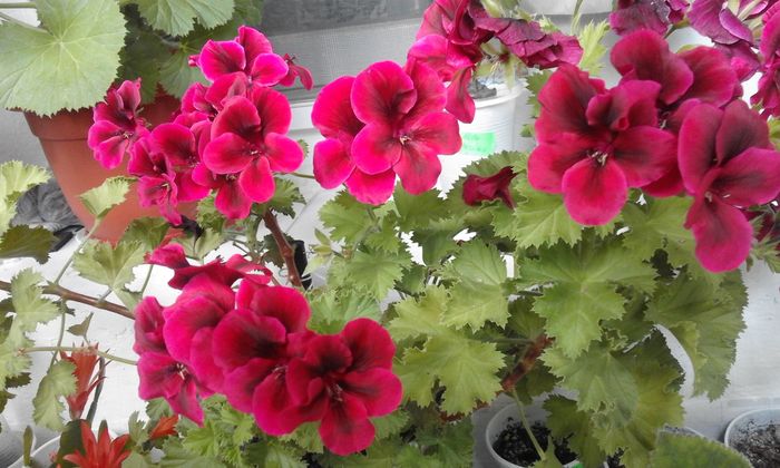 20160506_172710 - Flori 2016