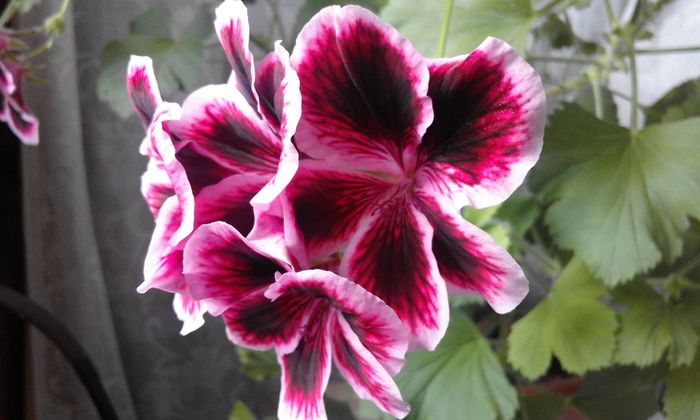 20160506_172811 - Flori 2016