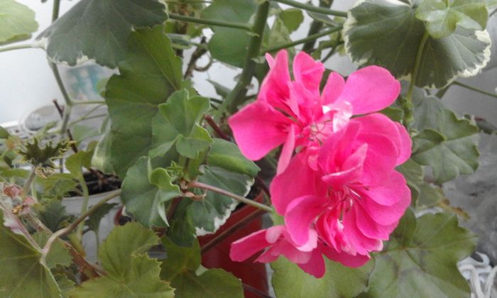 20160506_173043 - Flori 2016