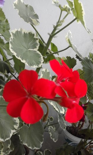 20160506_173139 - Flori 2016