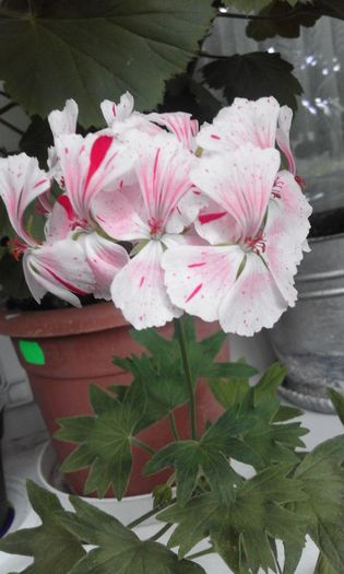 20160506_173448 - Flori 2016