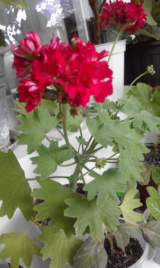 20160506_173458 - Flori 2016