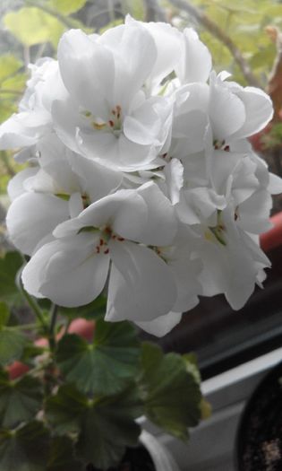 20160506_173932 - Flori 2016