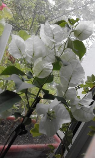 20160506_174020 - Flori 2016