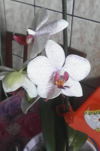 IMG_20160506_183146 - florile mele dragi