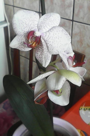 IMG_20160506_183152 - florile mele dragi