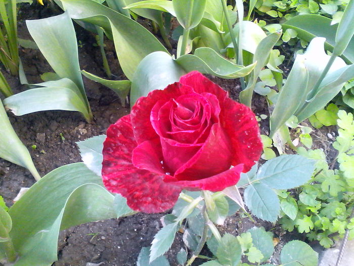 IMG_20160506_183554 - Mica mea gradina cu flori