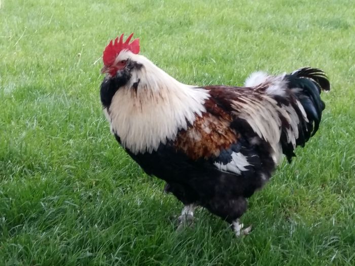 Achizitii camp european Germania