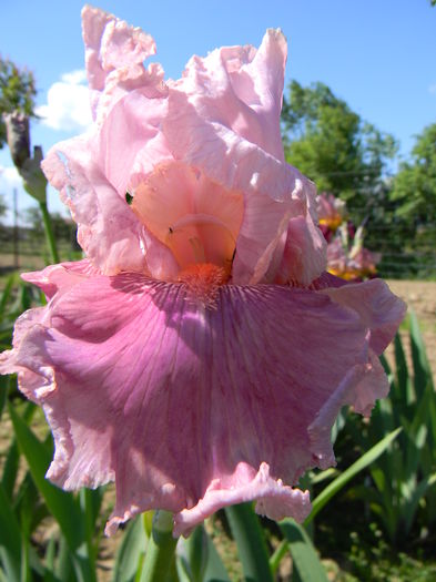 Okapi poppy