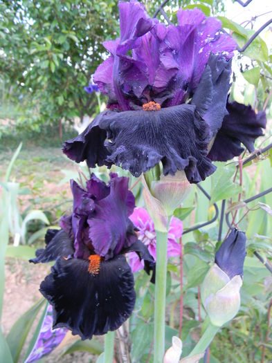Black magic woman