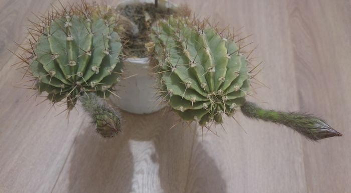 cactus 2