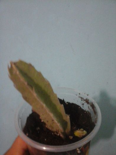 20160506_170201 - Stapelia Gigantea -multumesc d-l Gino