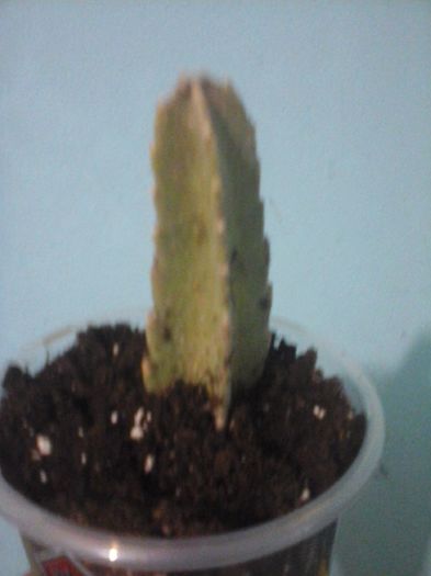 20160506_170232 - Stapelia Gigantea -multumesc d-l Gino