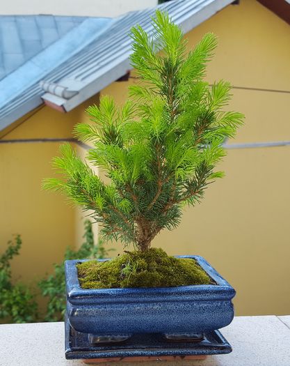 Picea glauca Conica