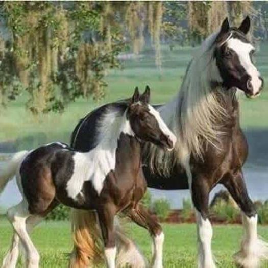 FB_IMG_1462523178406 - C Pentru cei care le plac aceste animale