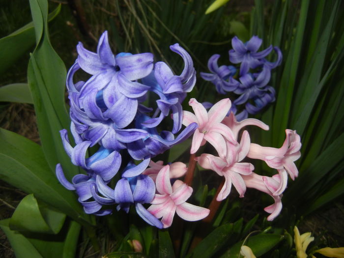 Hyacinths_Zambile (2015, April 05)