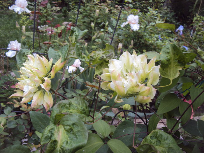 DSC09809 - CLEMATITE