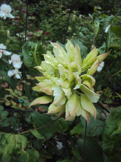 DSC09810 - CLEMATITE