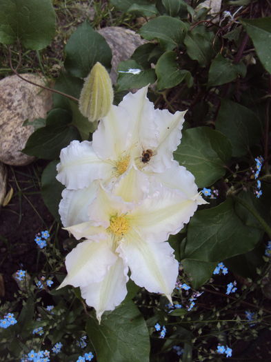 DSC09918 - CLEMATITE