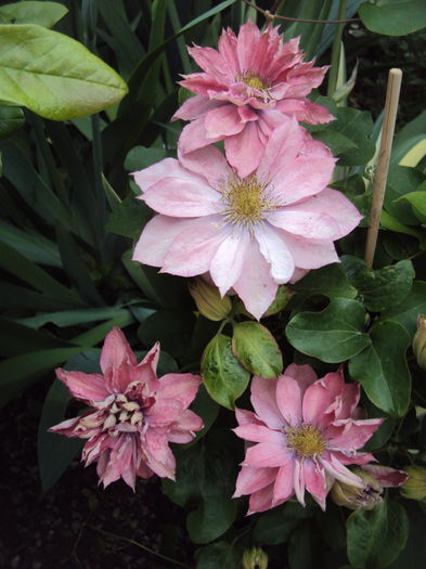 DSC09931 - CLEMATITE