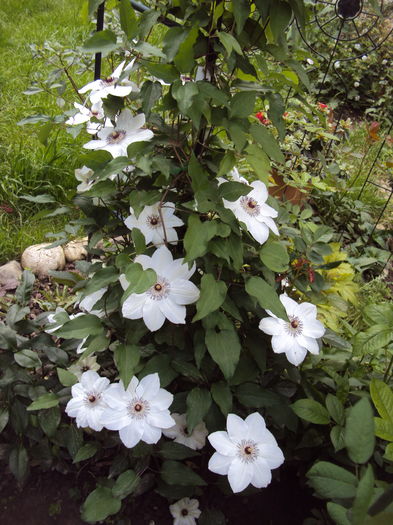 DSC09935 - CLEMATITE