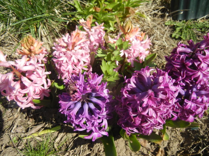 Hyacinths_Zambile (2015, April 10)