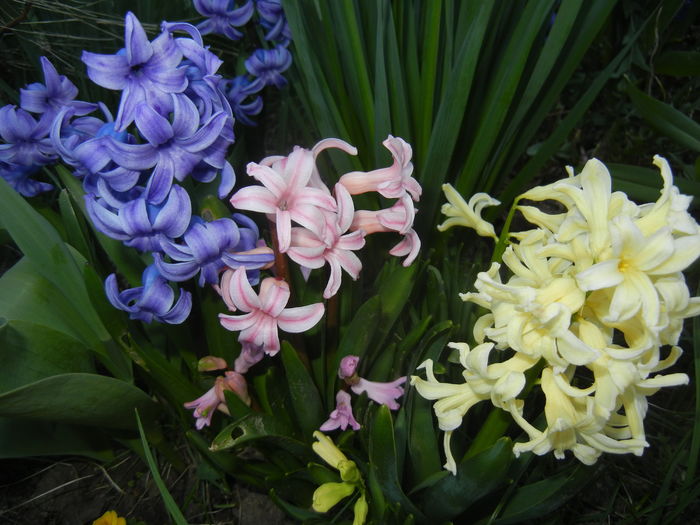 Hyacinths_Zambile (2015, April 10)