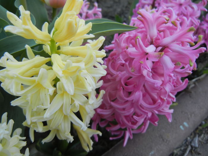 Yellow Queen & Lady Derby (2015, April 11)