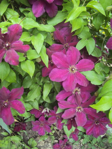 DSC09946 - CLEMATITE