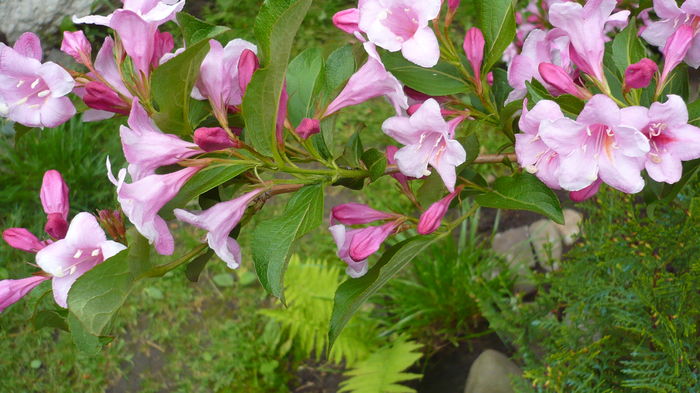 P1150048 - weigelea rosea