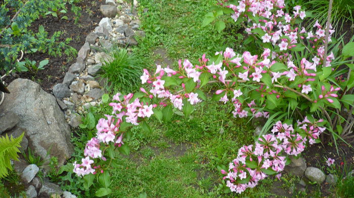 P1150050 - weigelea rosea