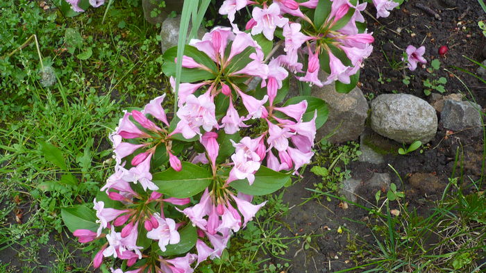 P1150051 - weigelea rosea