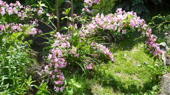 P1150066 - weigelea rosea