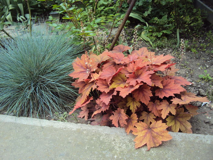 DSC09940 - 2016 Heuchera