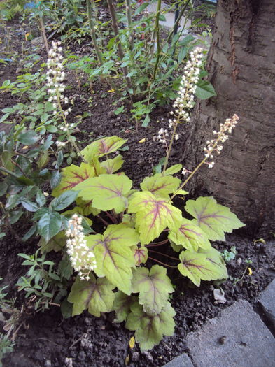 DSC09844 - 2016 Heuchera