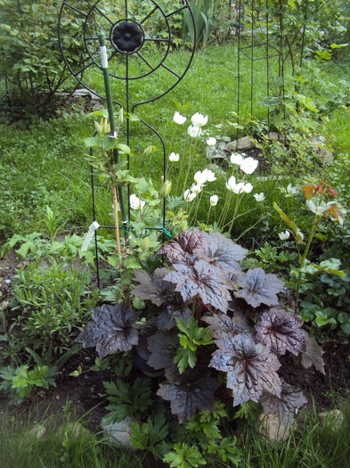 DSC09833 - 2016 Heuchera