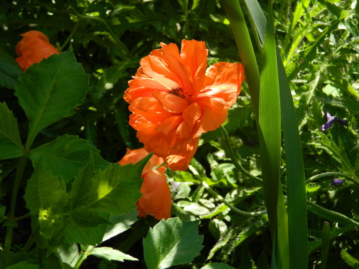 DSCN7649 - 2016 MAI