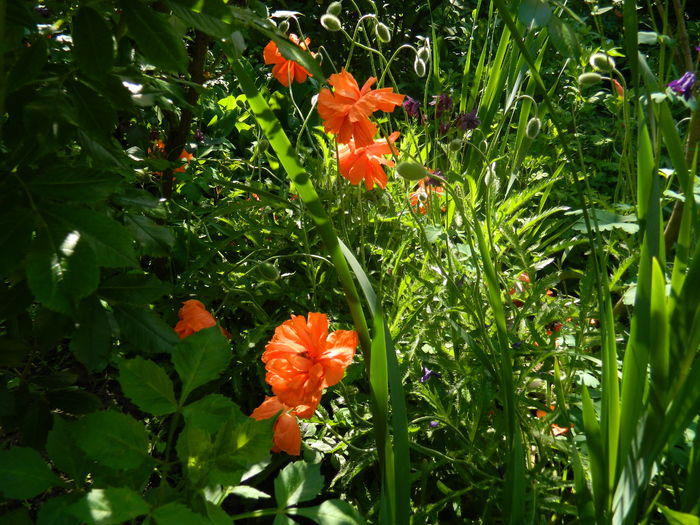 DSCN7650 - 2016 MAI
