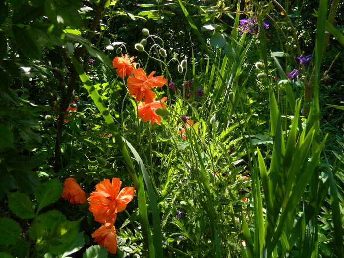 DSCN7651 - 2016 MAI