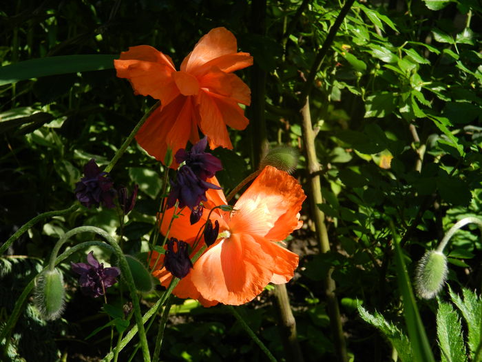 DSCN7653 - 2016 MAI