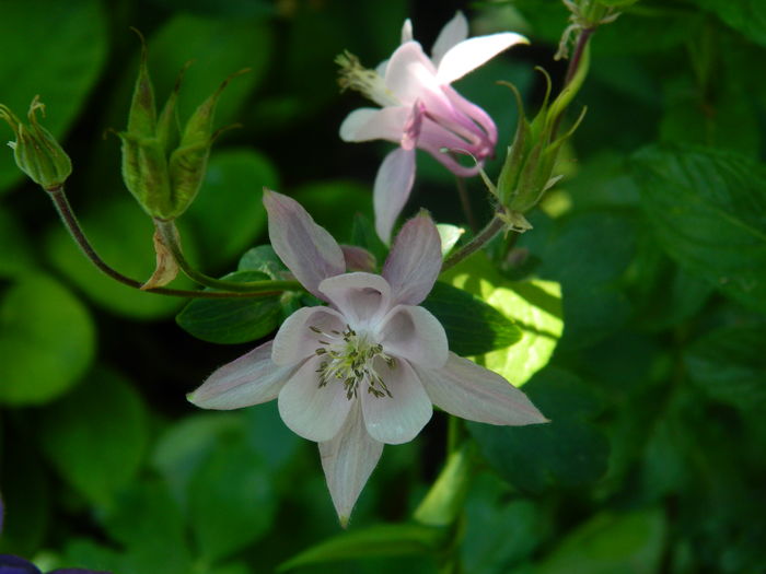 DSCN7656 - 2016 MAI