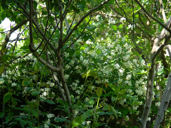 DSCN7663 - 2016 MAI