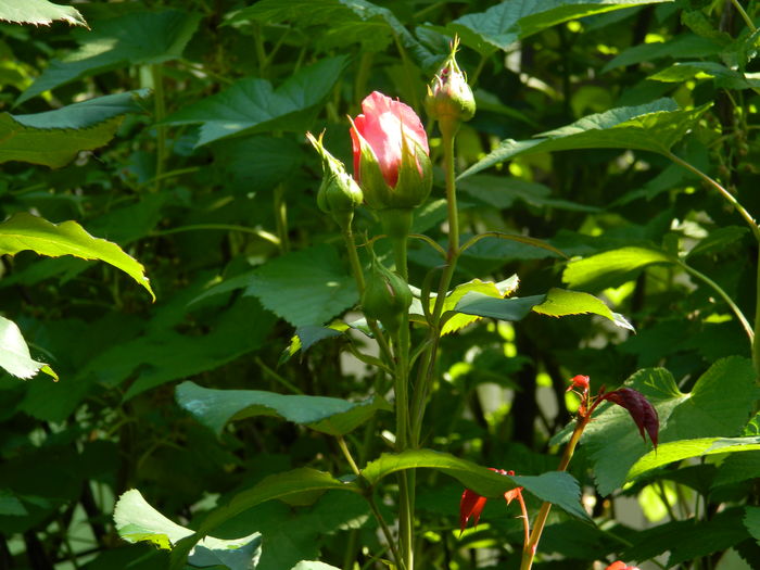 DSCN7666 - 2016 MAI
